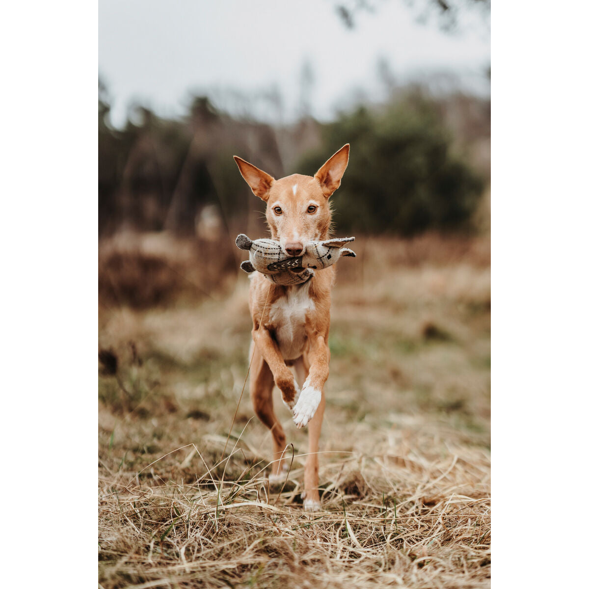 V5HAF8B8457E4D379495FEBC706FF9386E4R5333700P4